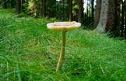 L2615_pilz_im_gras