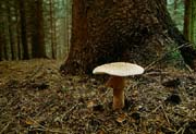 L2616_pilz_vor_baum