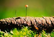 L2622_pilz_auf_zapfen