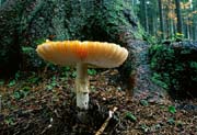 L2627_pilz_vor_baum