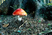 L2628_fliegenpilz_vor_baum
