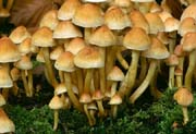 L2637_pilze_ardennen