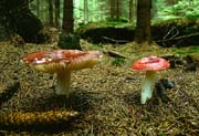 L2639_pilze_2