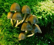 L2643_pilze_im_moos