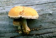 L2646_pilz_am_baum