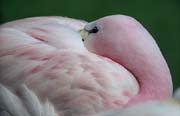 L2685_flamingo
