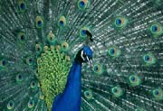 L2693_pfau