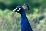L2737_pfau_portrait