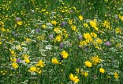 L2769_blumenwiese