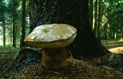 L2772_pilz