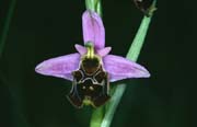 L2798_orchidee_21