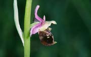 L2810_orchidee_29