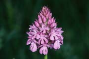 L2811_orchidee_30
