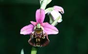 L2812_orchidee_31