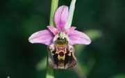 L2813_orchidee_32
