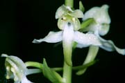 L2816_orchidee_35