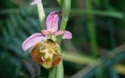 L2817_orchidee_36
