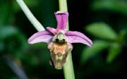 L2818_orchidee_37