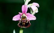L2819_orchidee_38