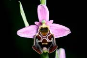 L2824_orchidee_43