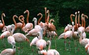 L2872_flamingos