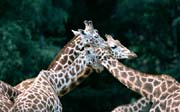 L2874_giraffen