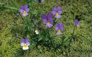 L2888_veilchen_wild_norw