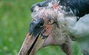 L2916_marabu
