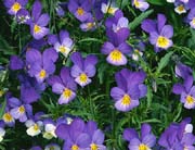 L2923_veilchen_wild