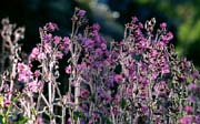 L2927_wildblumen
