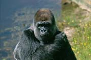 L2994_gorilla