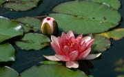 L3005_seerose