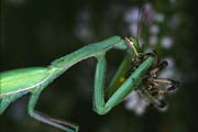 L3030_gottesanbeterin_frisst_argiope