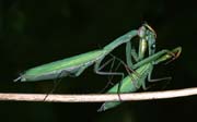 L3032_weibchen_frisst_weibchen