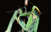 L3037_gottesanbeterin_frisst_weibchen