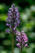 P0322_orchis_militaris
