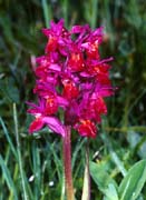 P0408_orchi_moni