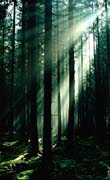 P0466_im_wald