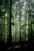 P0468_baeume_im_licht