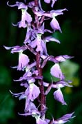 P0506_orchidee