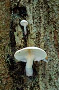 P0662_pilz_im_baum