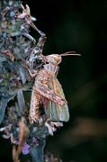 P0666_schrecke_mit_larvenhaut