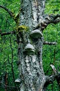 P0856_toter_baum