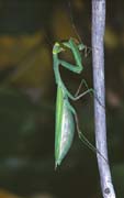 P1039_gottesanbeterin_frisst_maennchen