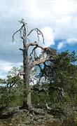P1303_baum