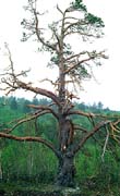 P1406_alterbaum_fjell_norwegen