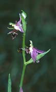 P1441_orchidee