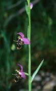 P1442_orchidee