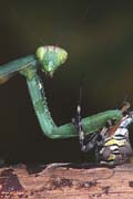 P1575_gottesanbeterin_frisst_argiope