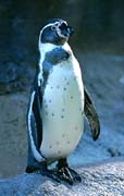 P1776_pinguin
